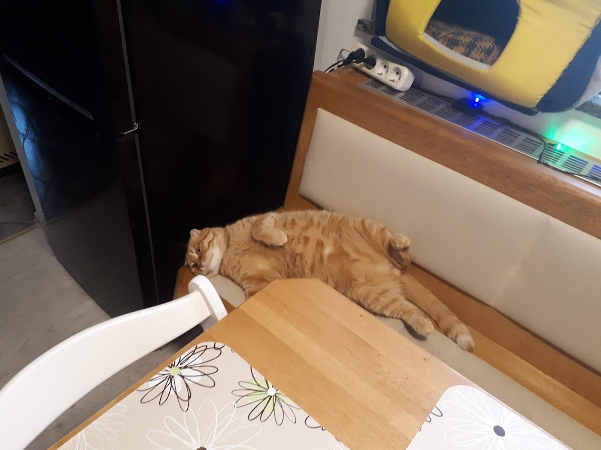 Cat's Point 2