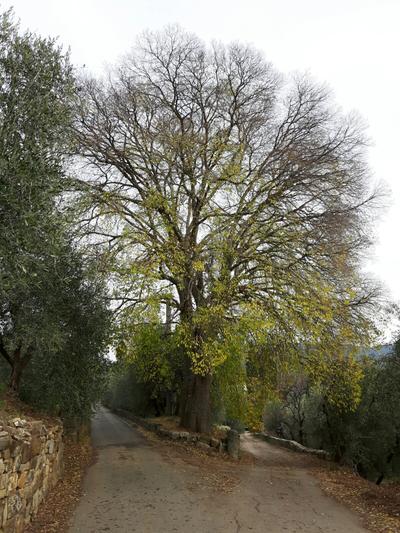 Fattoria Terenzano