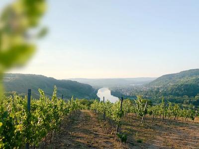Weingut Fürst
