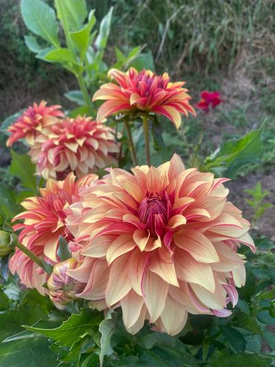 Siboire Pyrénées + Les Jardins de Jouanlane