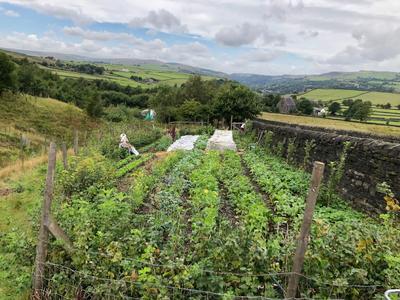 Incredible Farm