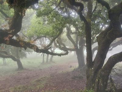 Fanal campsite