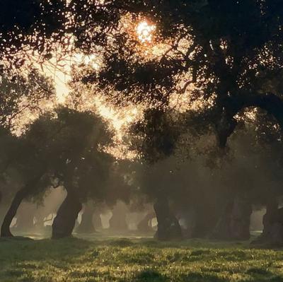 Masseria Madre