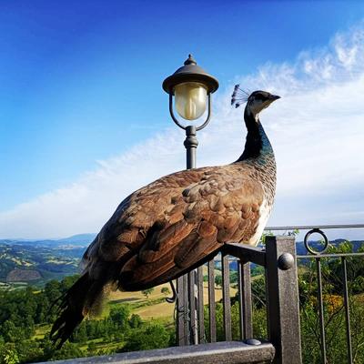Affittacamere Casalotto Francescano