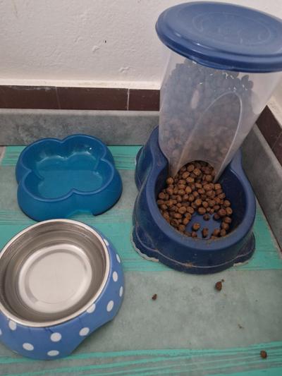 Au Chat'lait