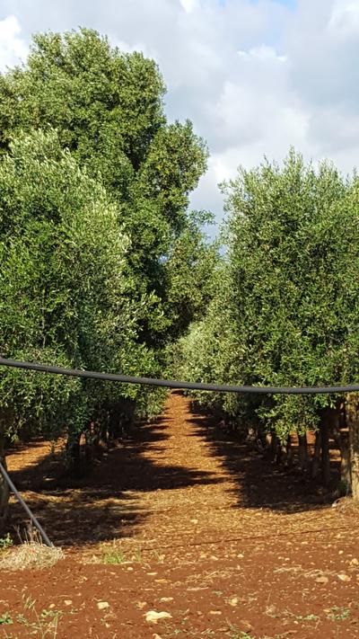 C.da Parco Piccolo-Specchia