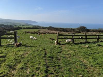 Penwaun Goats