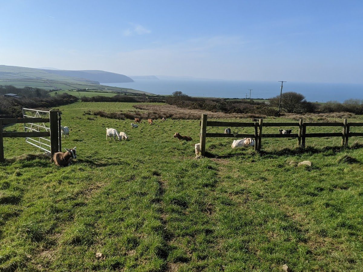 Penwaun Goats