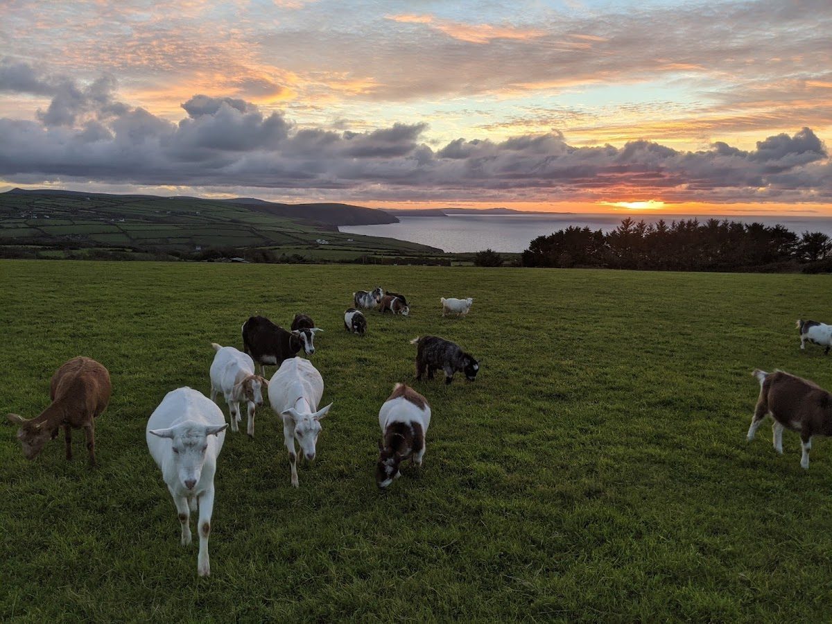 Penwaun Goats 2
