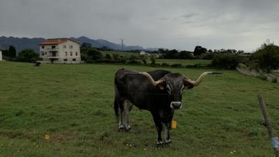 La Casuca De Pimiango