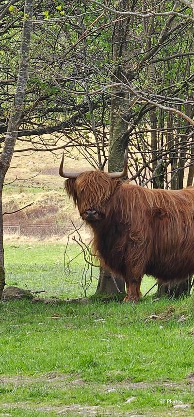 Glen Nevis Place