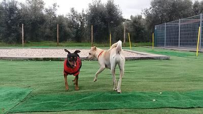 Caopeao Hotel e Serviços para cães em Coimbra