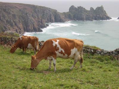 Treen Farm